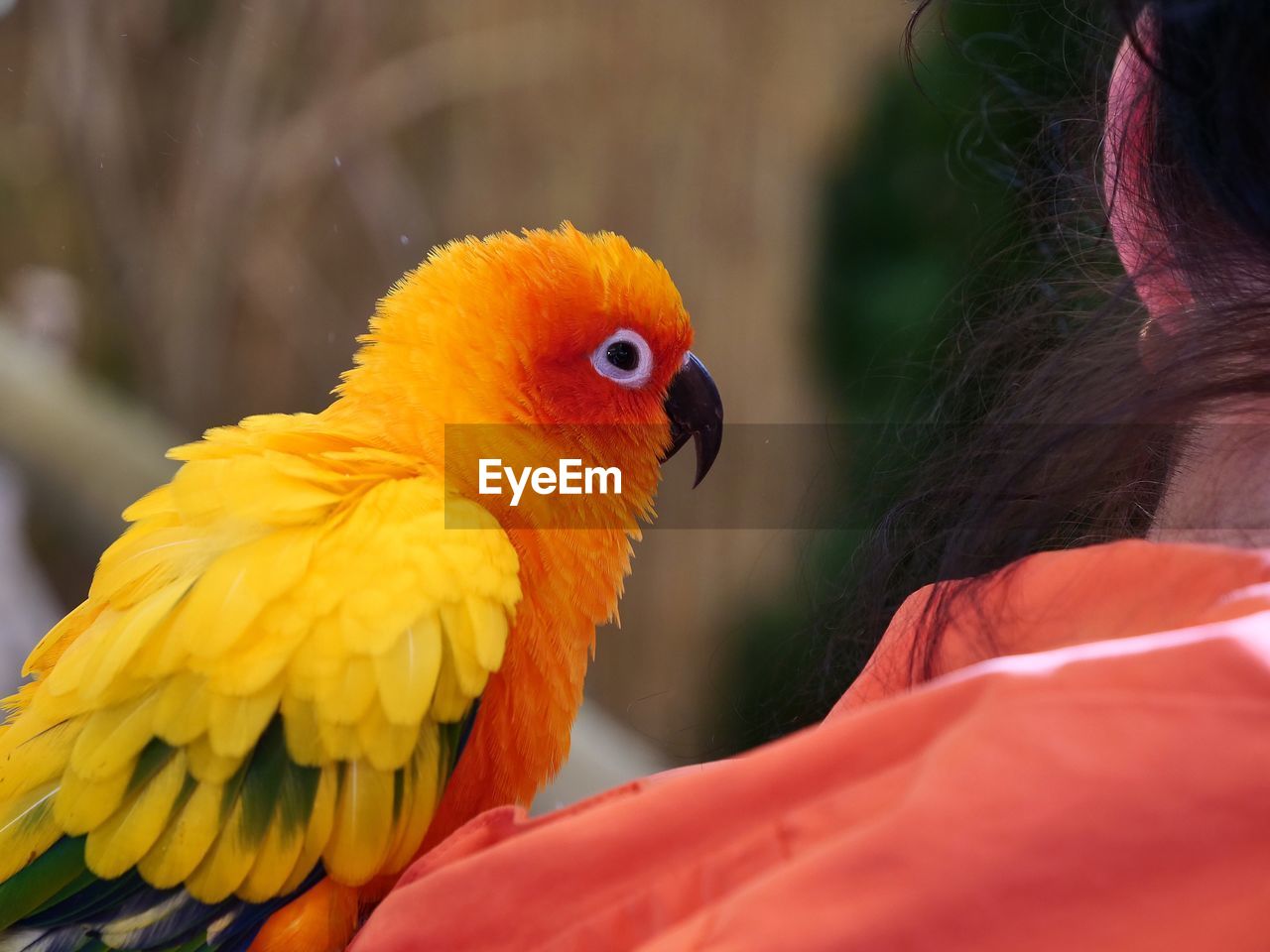 Close up of a sun parakeet sitting on a human shoulder