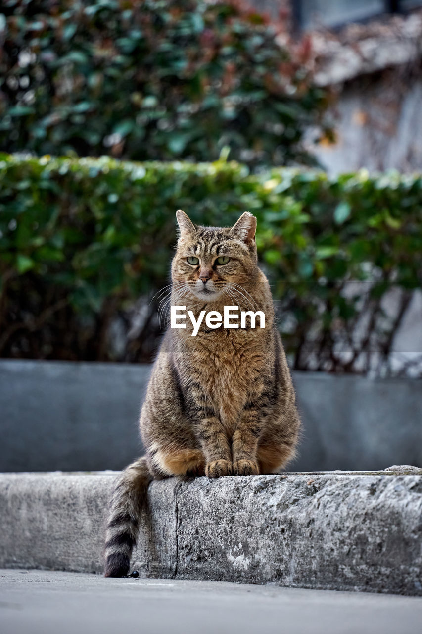 Cat sitting on sidewalk