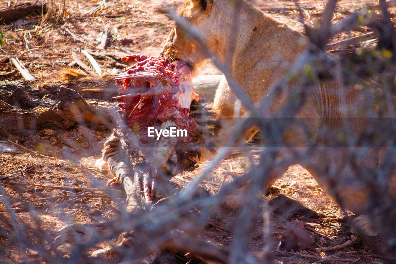 Lioness feeding raw meat on field