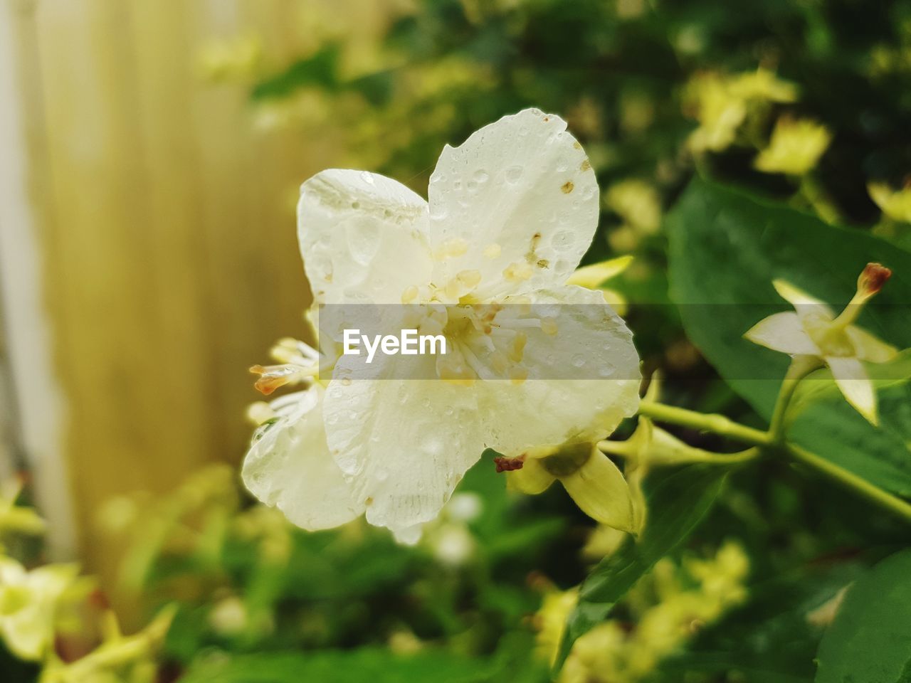 Close-up of wet white flowering plant