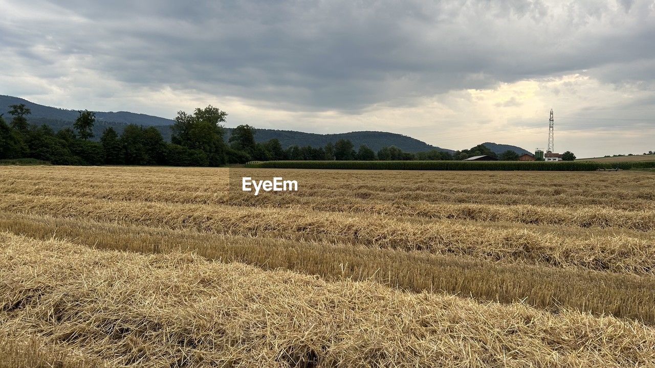 landscape, environment, land, sky, agriculture, field, plant, rural scene, cloud, nature, crop, cereal plant, scenics - nature, plain, rural area, prairie, grassland, farm, beauty in nature, wheat, tranquility, no people, soil, tranquil scene, tree, growth, barley, grass, outdoors, day, harvest, mountain, idyllic, summer, food, dramatic sky, horizon