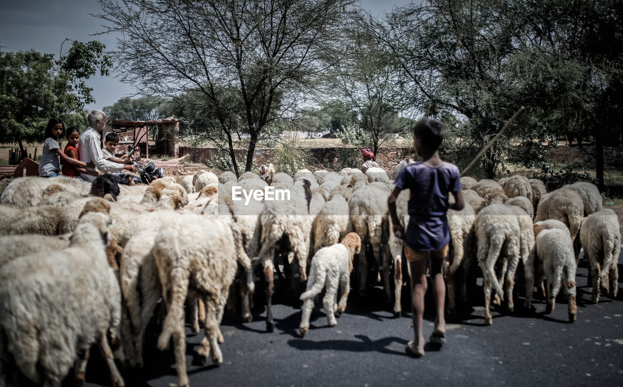 Shepherd with flock of sheep on road