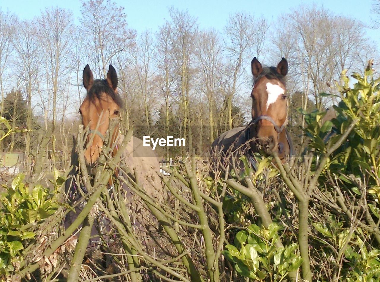 HORSES ON FIELD