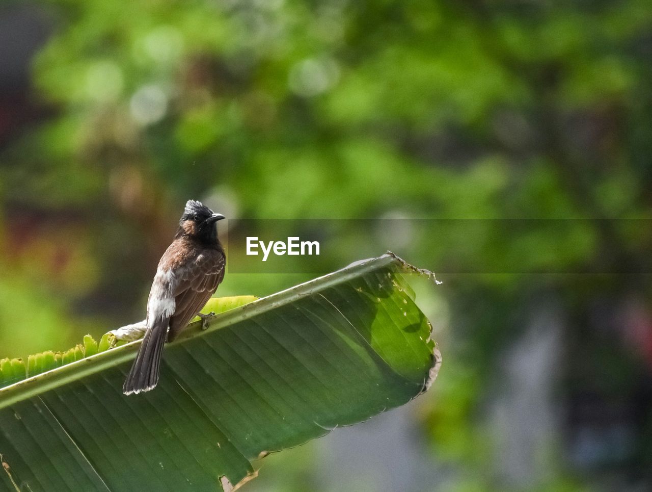 BIRD PERCHING ON TREE