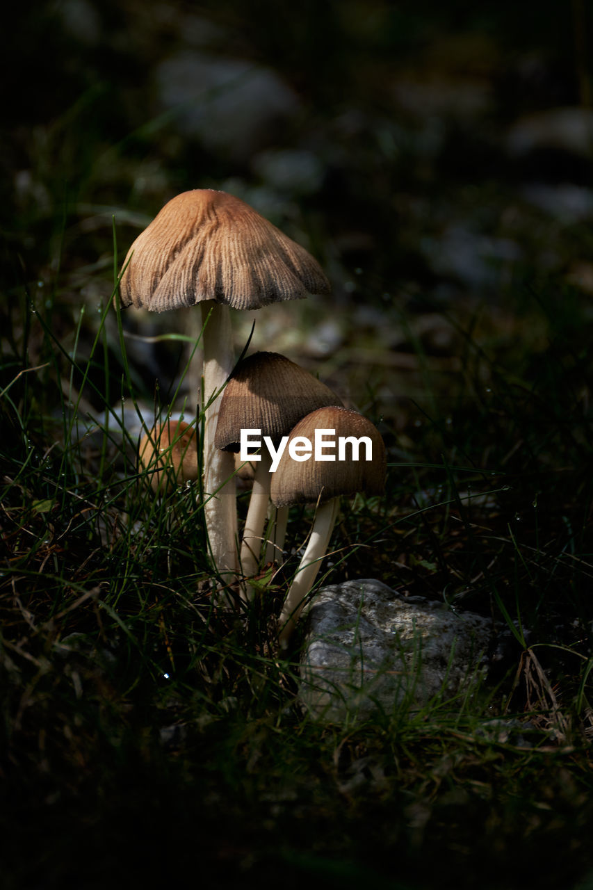 Close-up of mushroom growing on field