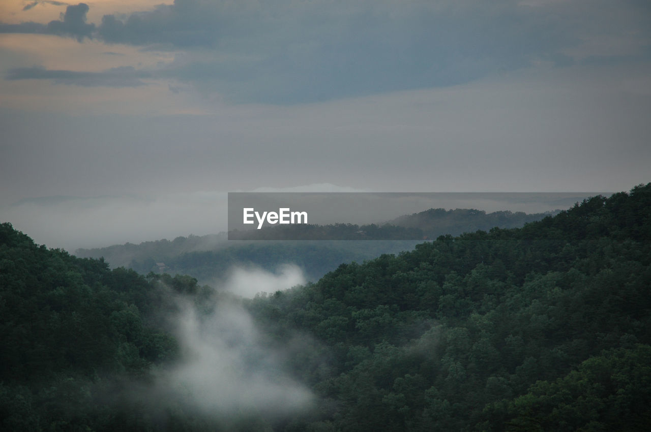 Scenic view of forest against sky