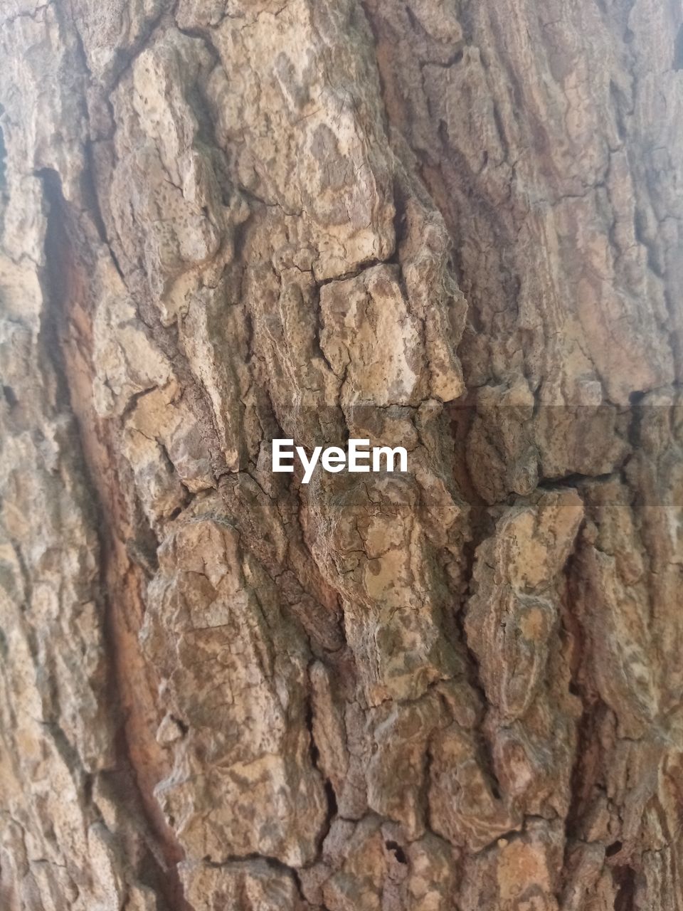 CLOSE-UP OF TREE BARK