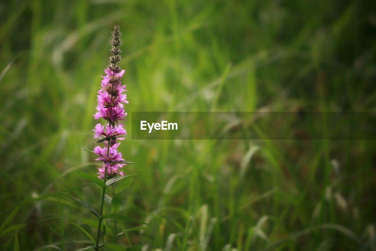 plant, flower, flowering plant, growth, beauty in nature, freshness, vulnerability, fragility, purple, land, nature, close-up, field, no people, day, green color, petal, flower head, focus on foreground, inflorescence