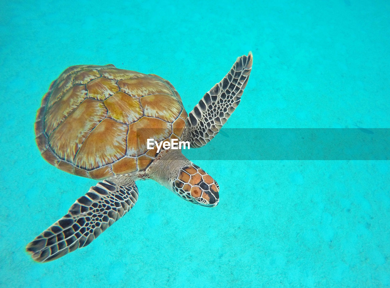 HIGH ANGLE VIEW OF TURTLE SWIMMING