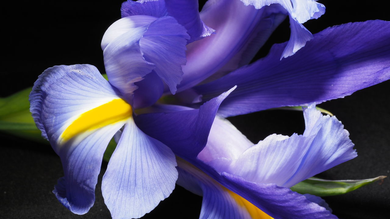 Extreme close-up of iris flower