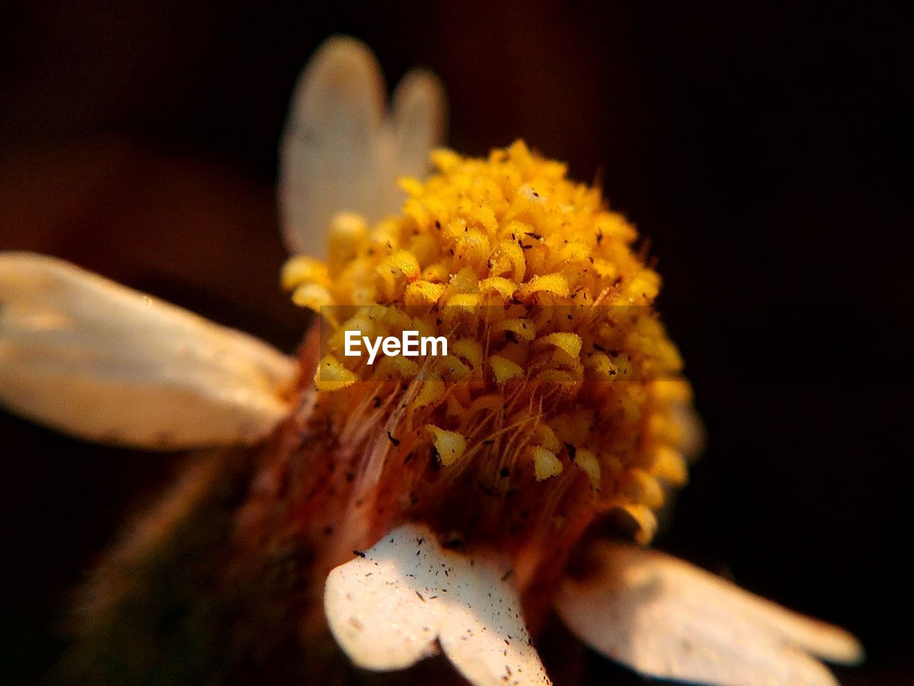 Detail shot of flower against blurred background