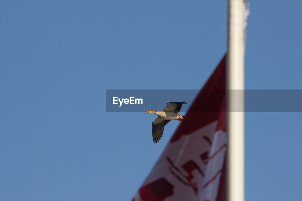 LOW ANGLE VIEW OF BIRD FLYING IN CLEAR BLUE SKY