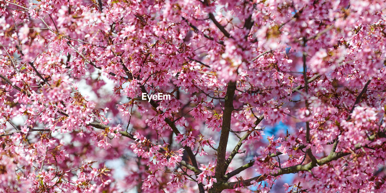 low angle view of cherry blossom