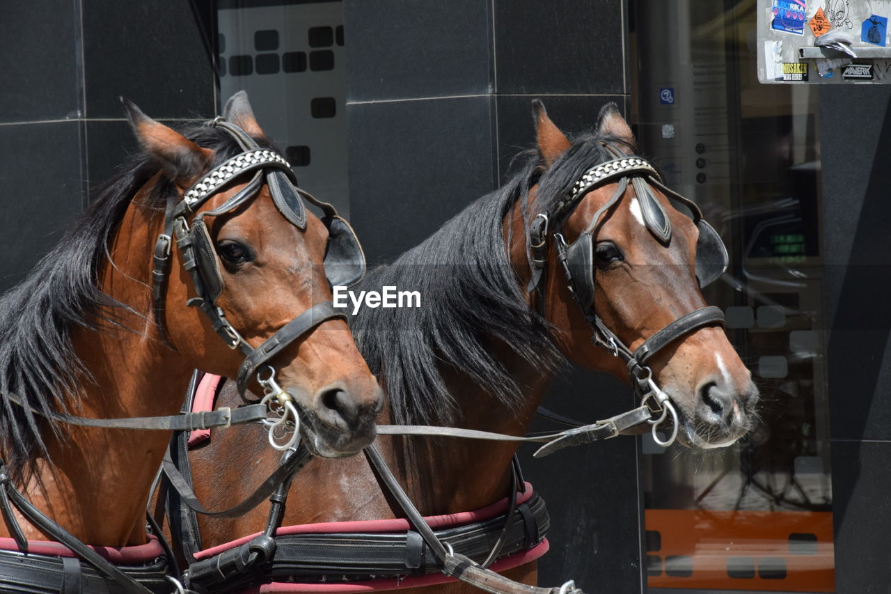 Close-up of horses