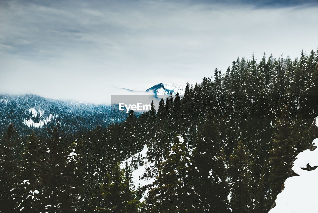 Trees in forest against sky during winter