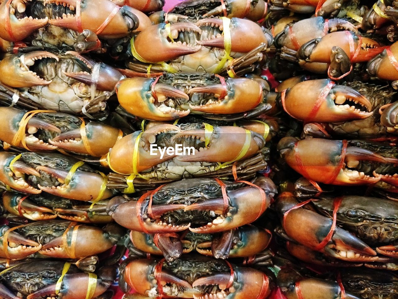 Full frame shot of crabs