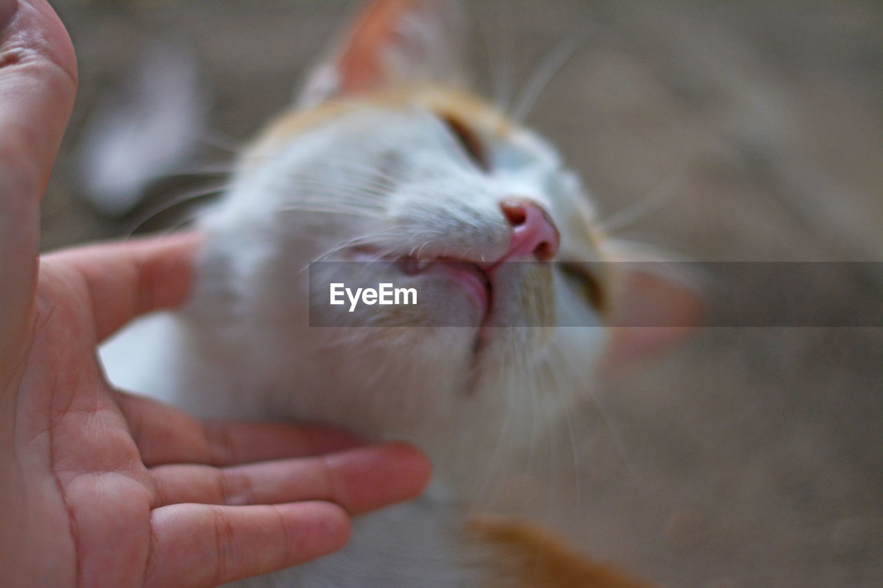 CLOSE-UP OF HAND HOLDING CAT WITH EYES