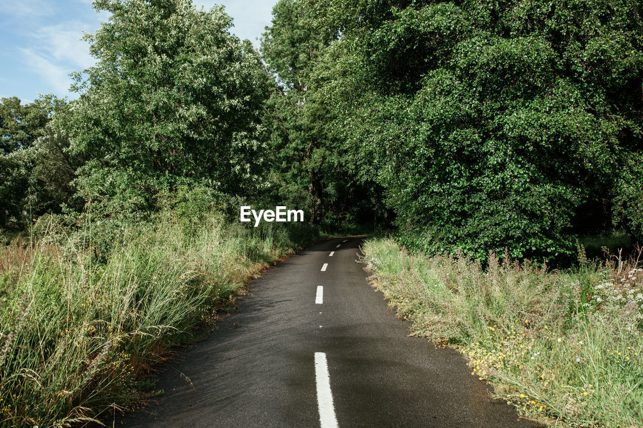 Road amidst trees against sky