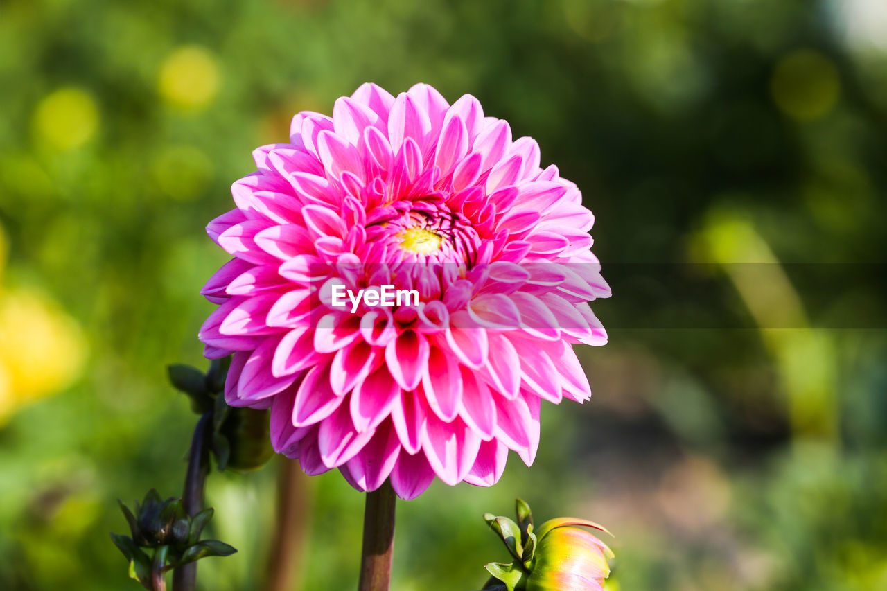 CLOSE-UP OF PINK DAHLIA FLOWER OUTDOORS