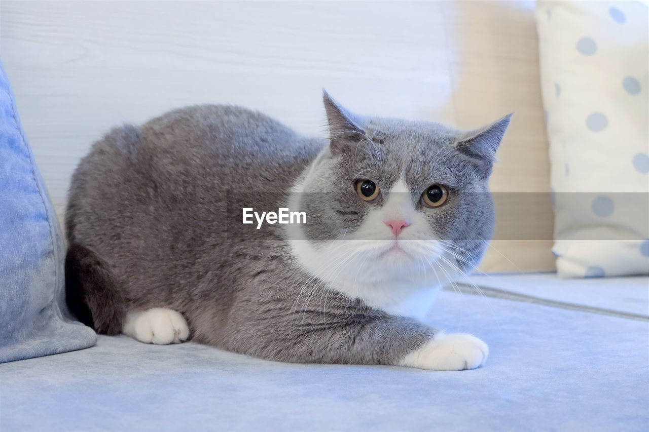 Close-up of cute grey cat crouching in alert on sofa 