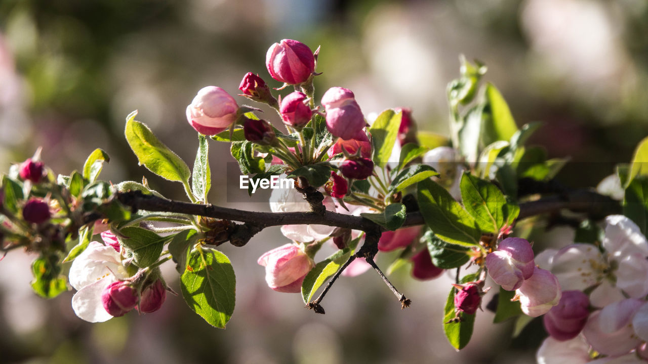 Close-up of pink flowering plant