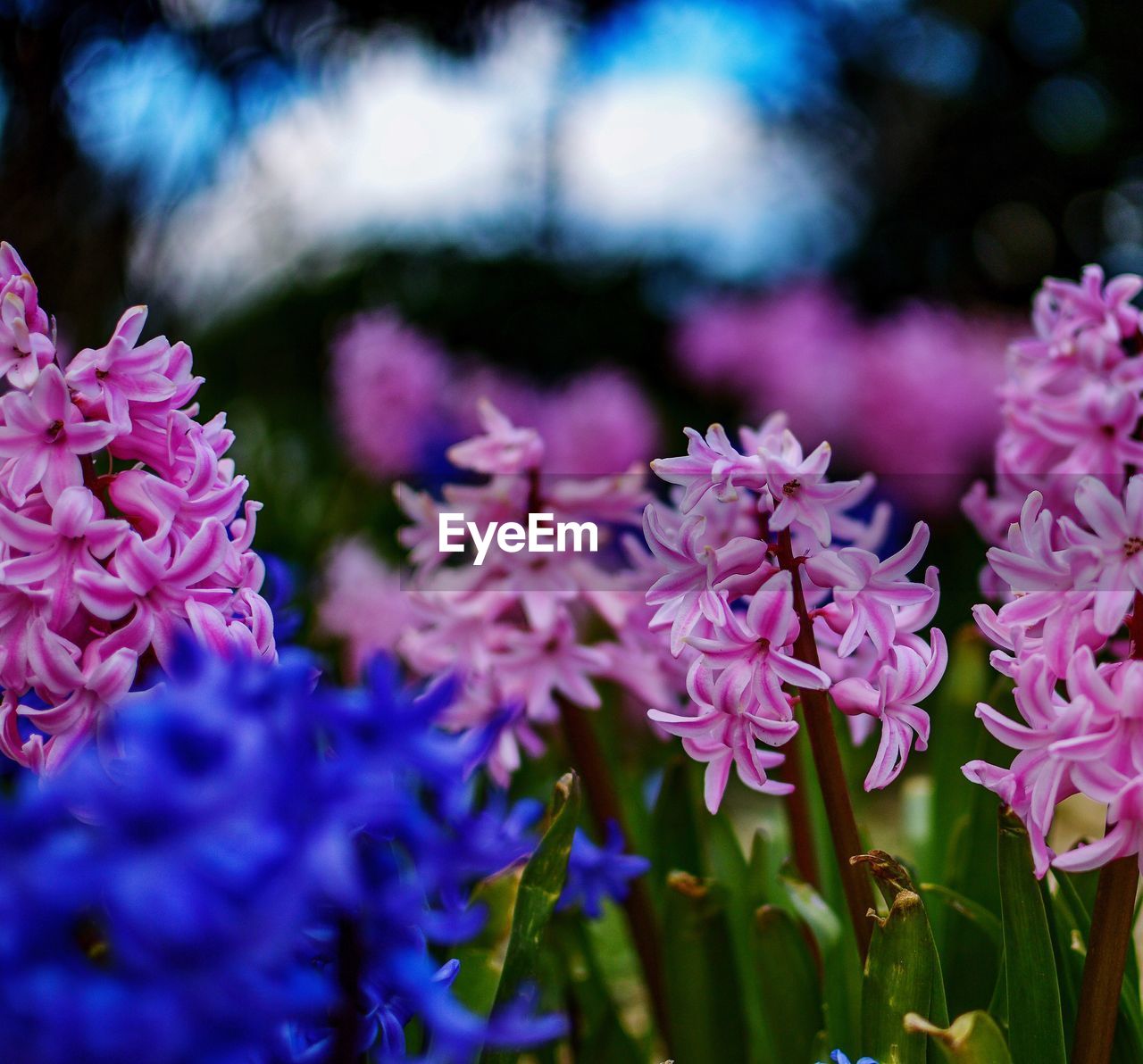 Pink hyacinths blooming in park