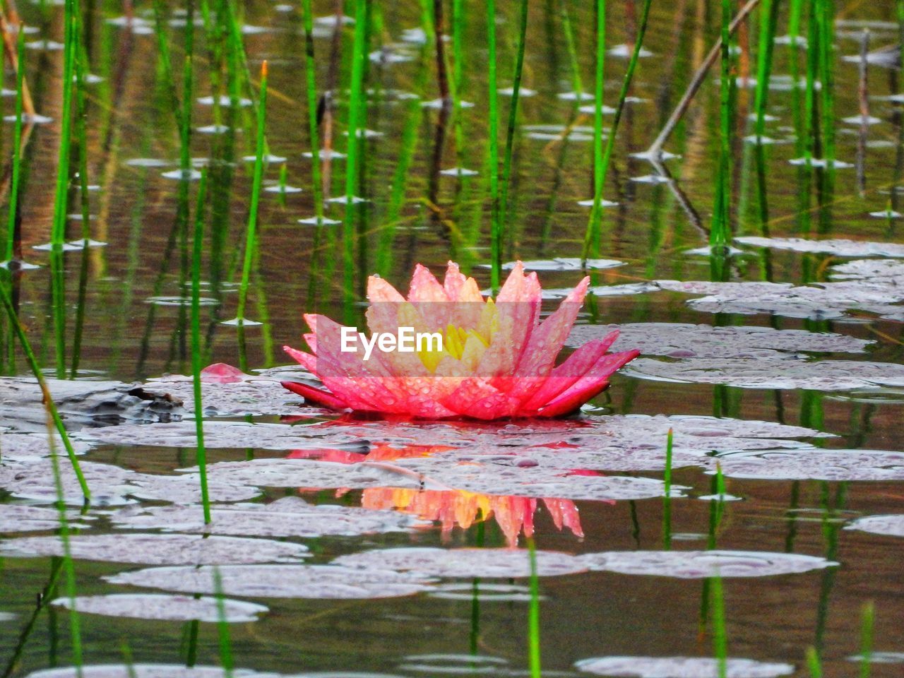 WATER LILY IN LAKE