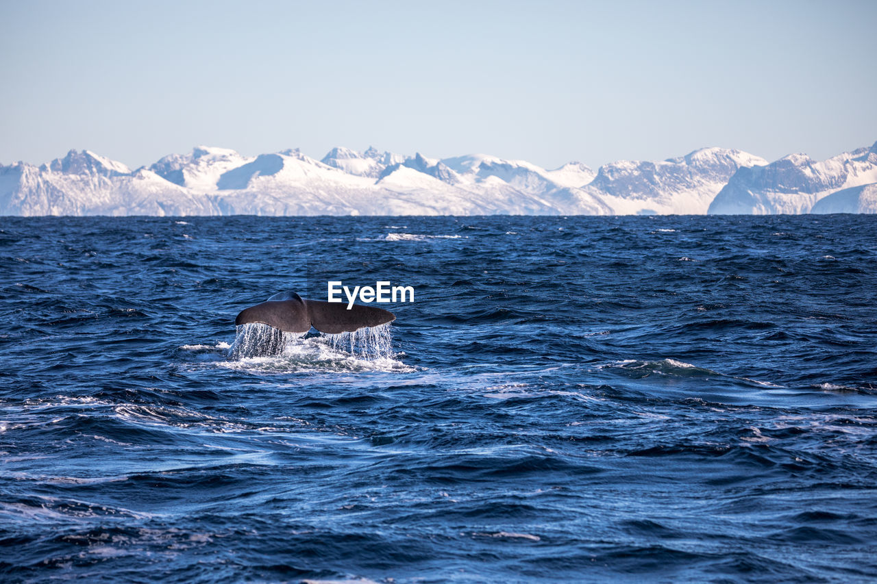 Scenic view of whale in sea against clear sky