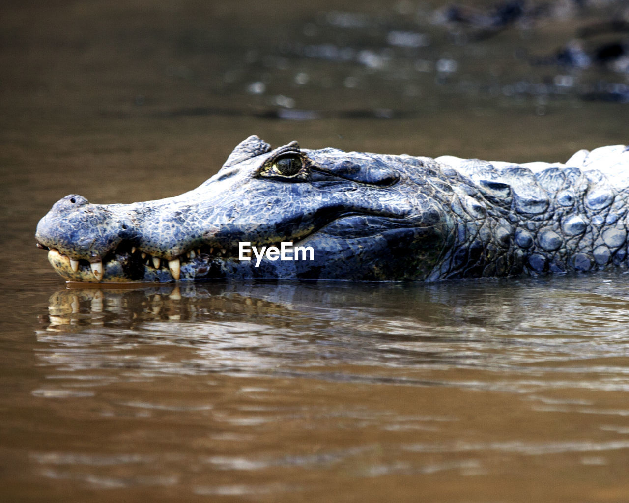 Closeup portrait of black caiman swimming in water with jaws open showing teeth, bolivia. 