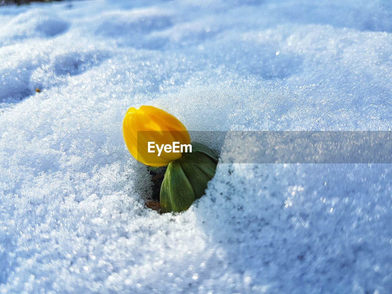 Close-up of flower in snow