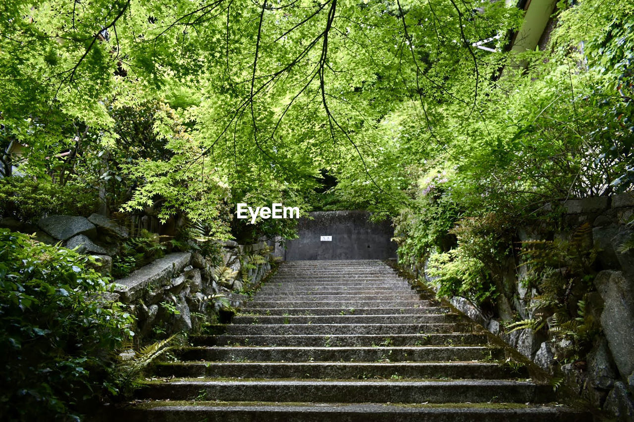 green, plant, the way forward, tree, staircase, woodland, forest, steps and staircases, garden, leaf, growth, nature, sunlight, architecture, no people, day, natural environment, flower, beauty in nature, autumn, jungle, tranquility, outdoors, land, rainforest, footpath, built structure, diminishing perspective, railing, foliage, stairs, lush foliage, low angle view, tranquil scene