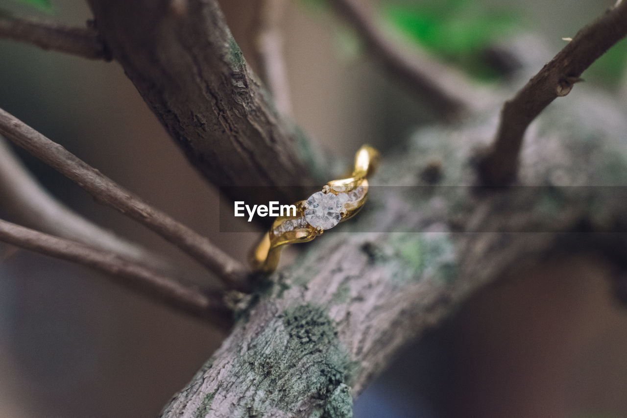 Close-up of diamond ring on tree