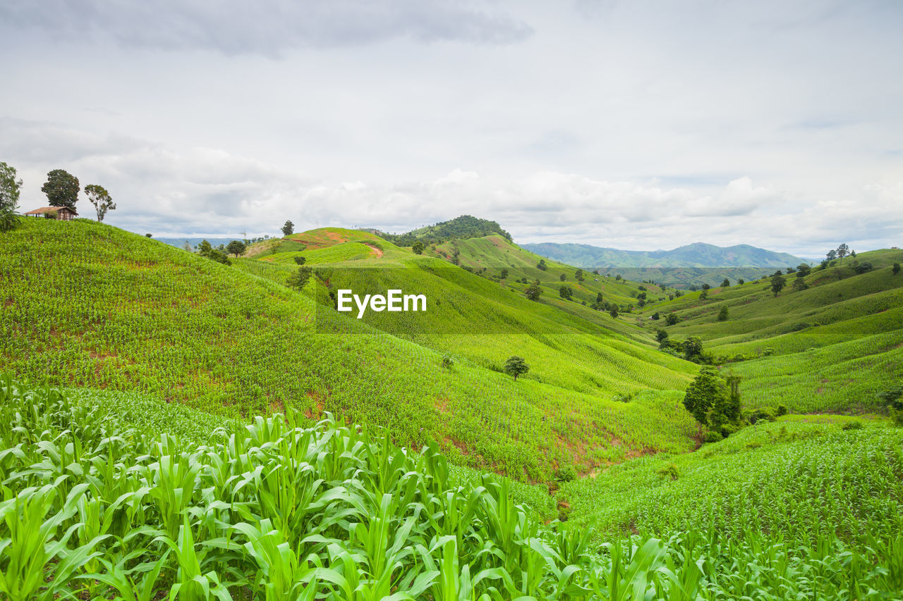 Scenic view of agricultural field against sky