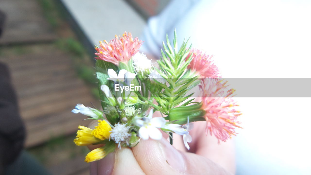 CLOSE-UP OF HAND HOLDING FLOWERS AGAINST BLURRED BACKGROUND