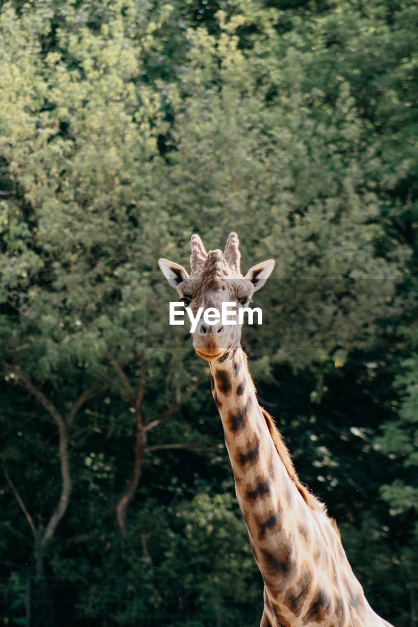 low angle view of giraffe against sky