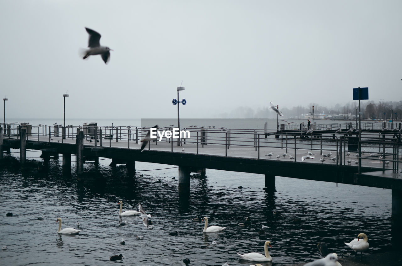 BIRDS FLYING OVER SEA