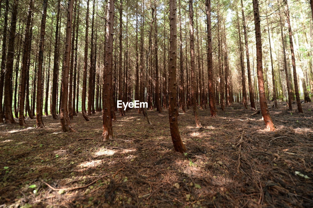 Trees growing on field at forest