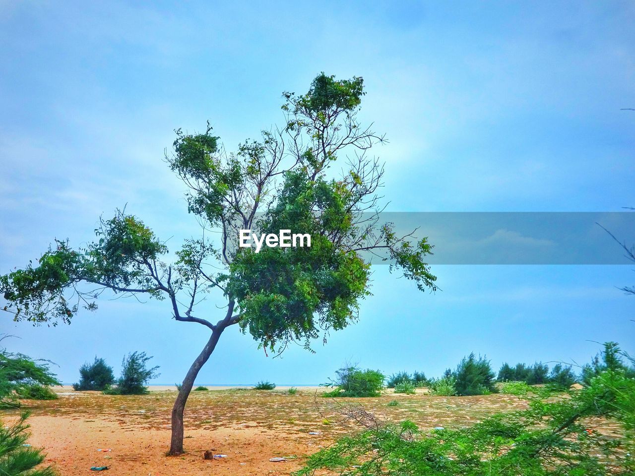 Trees growing on field against sky