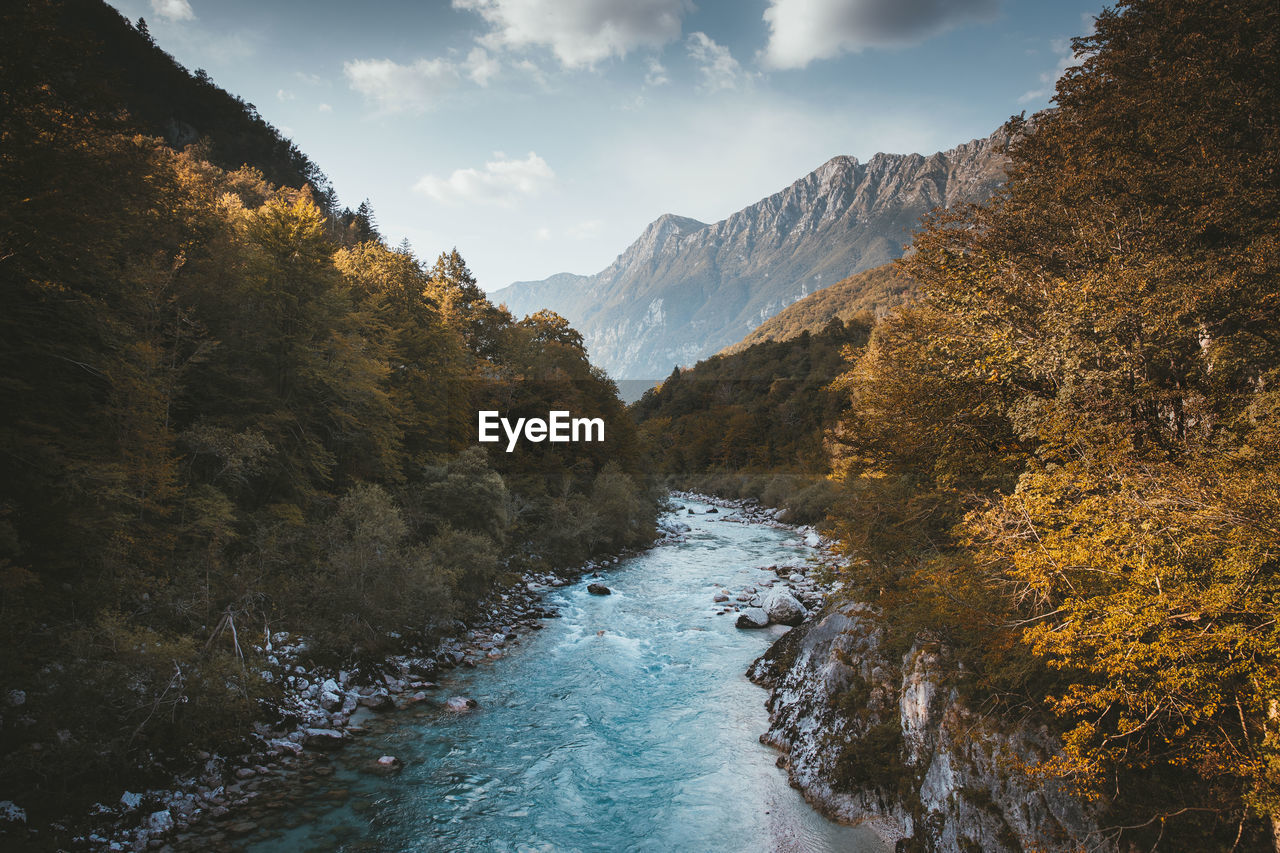 Scenic view of river amidst trees against sky