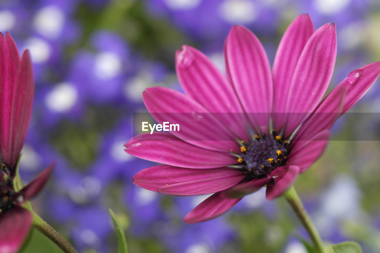 Close-up of purple osteospermums blooming outdoors