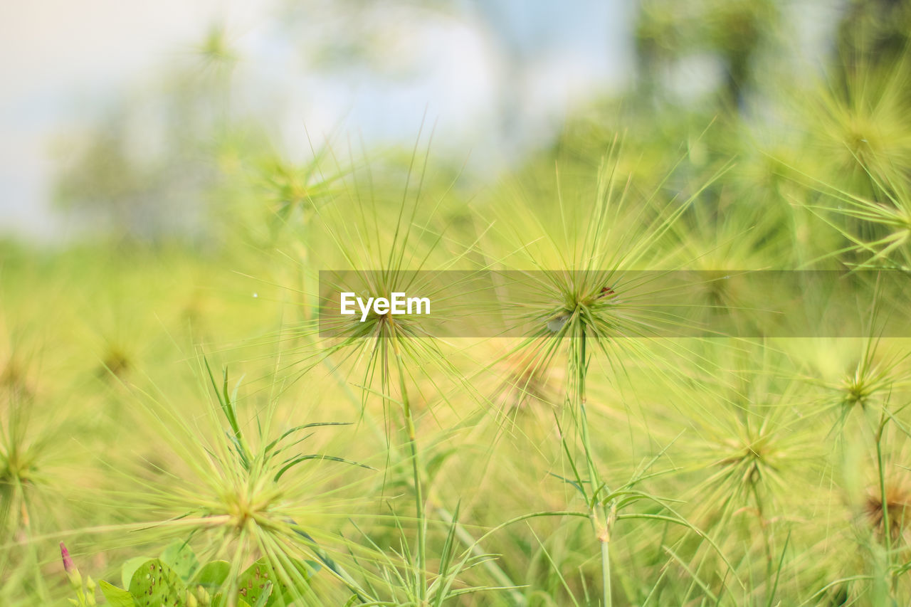 Close-up of dandelion on field