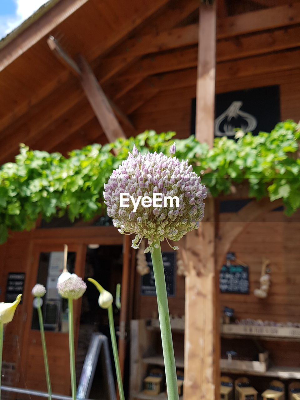 Giant garlic head flowereing