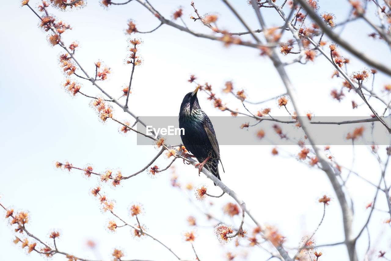 Low angle view of starling bird perching on cherry tree