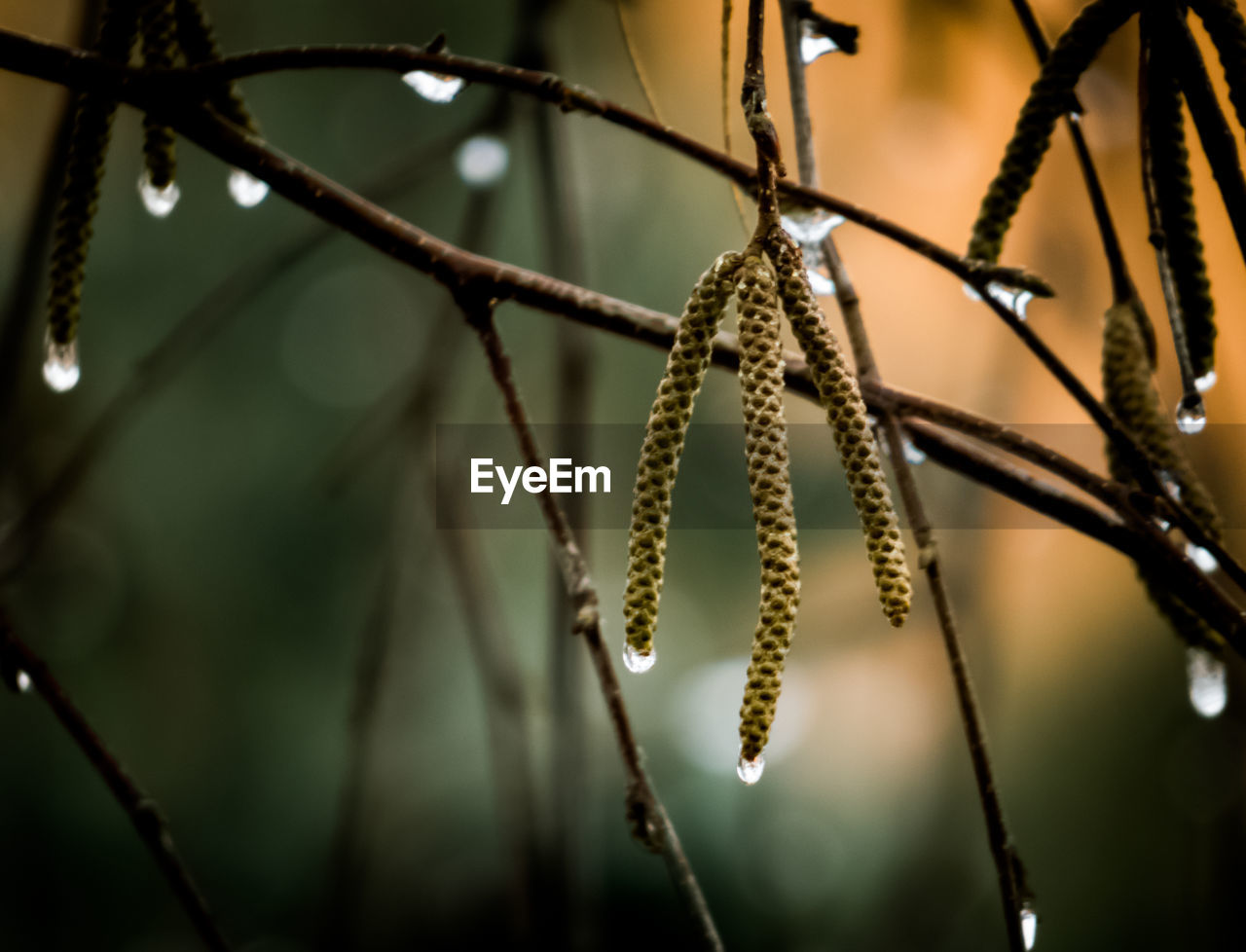 Close-up of wet plant during winter