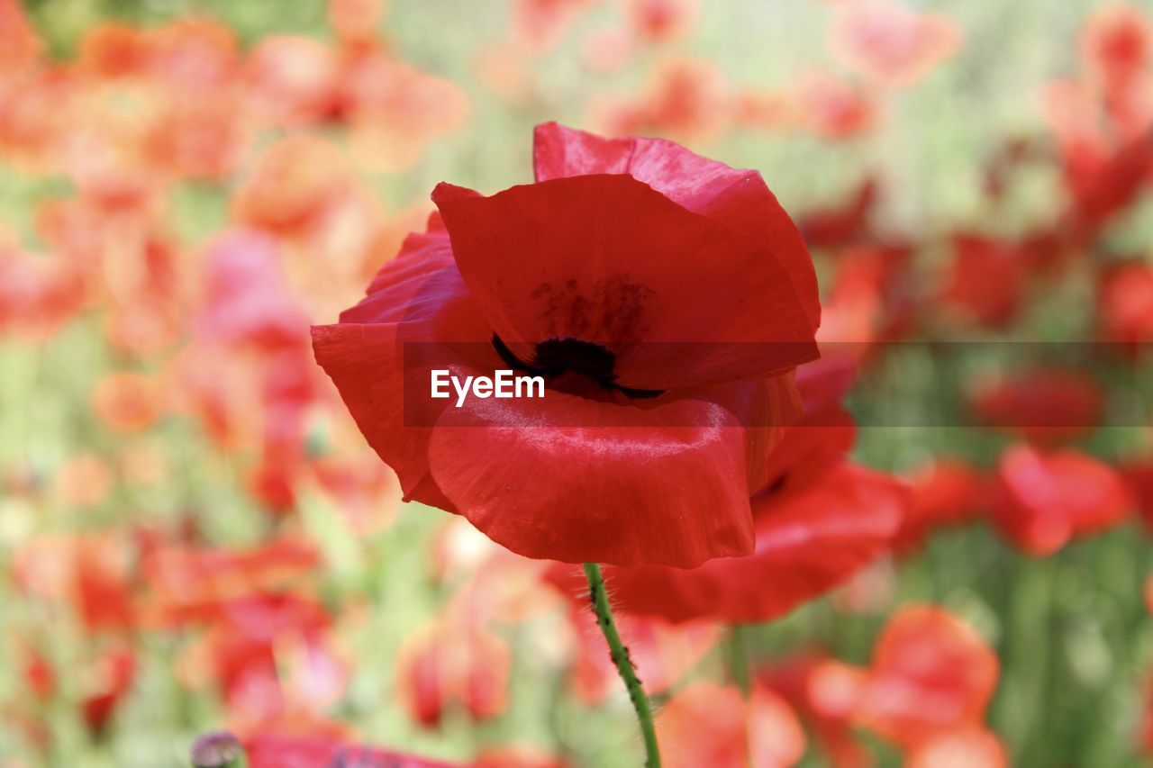 CLOSE-UP OF RED POPPY IN BLOOM