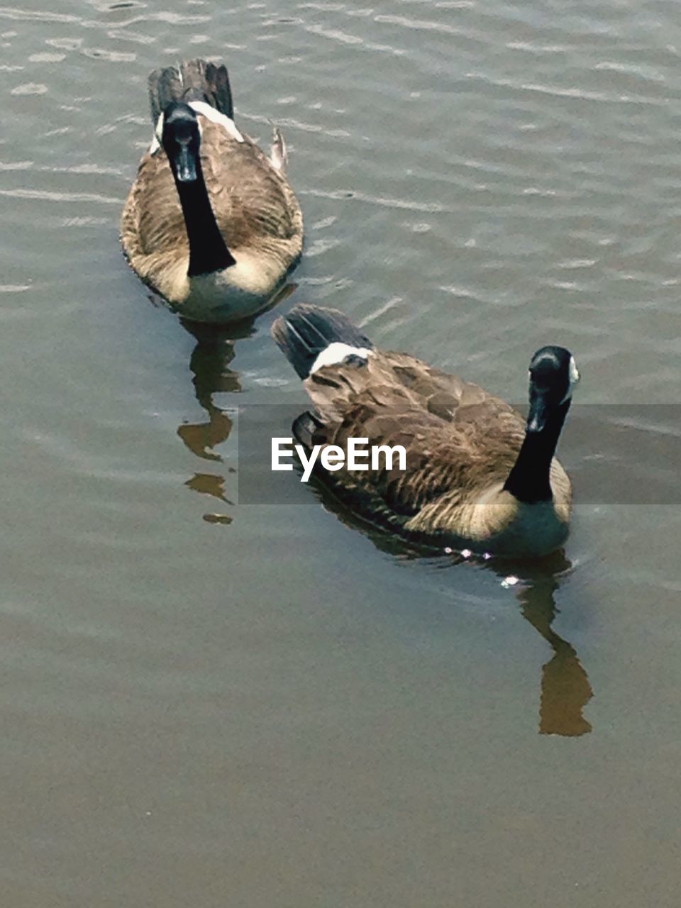 VIEW OF BIRDS IN WATER