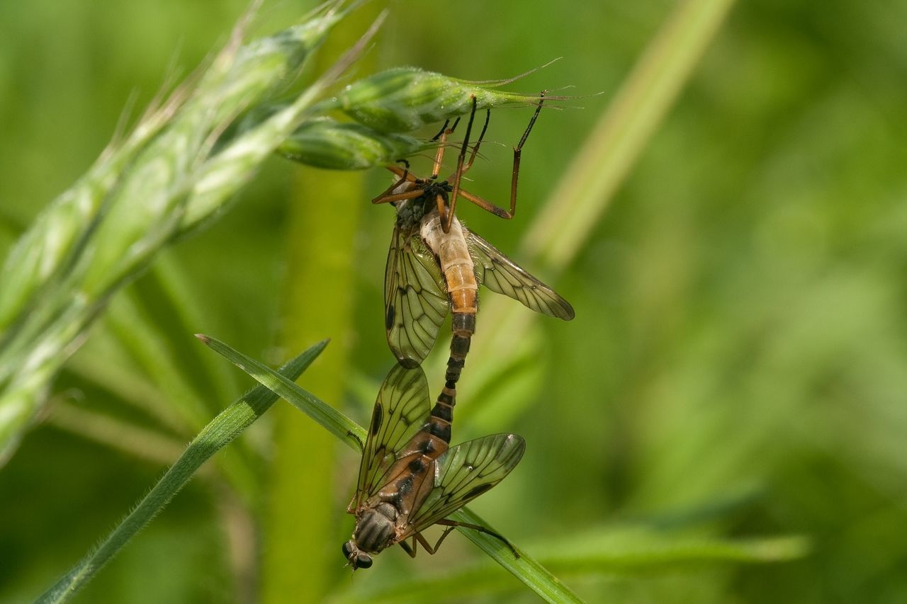 Close-up of insects mating on plant