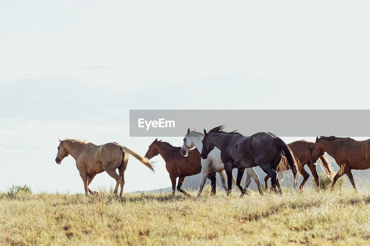 Herd of horses gallop across the arid landscape against sky.