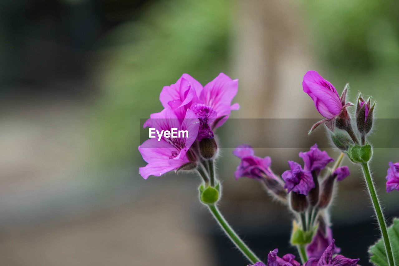 CLOSE-UP OF PINK FLOWER