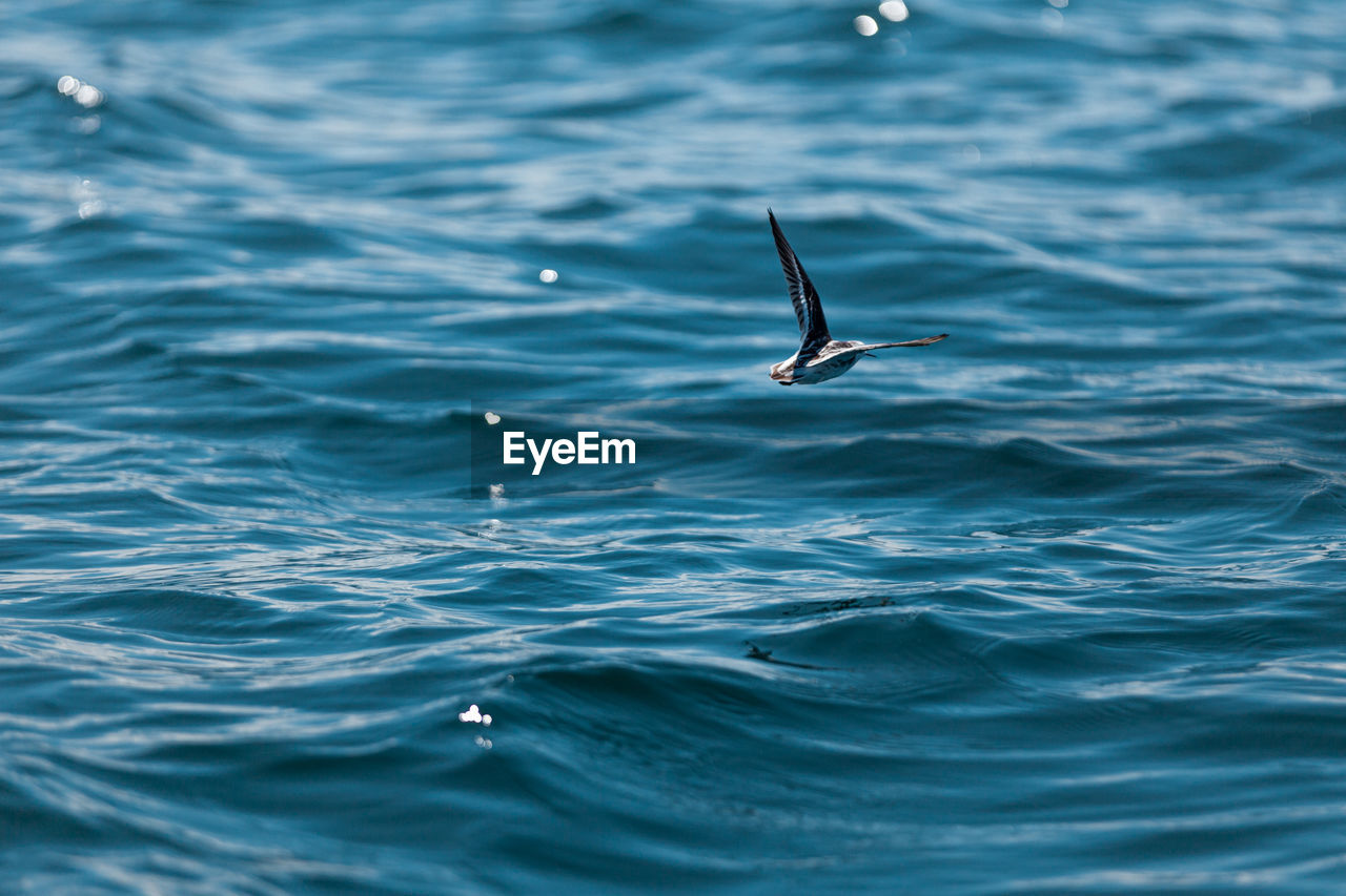 A bird flying low over the water's surface